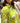 Gaiya Tunic Dress