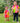Popins Sibling Twinning Outfits | Pure Cotton